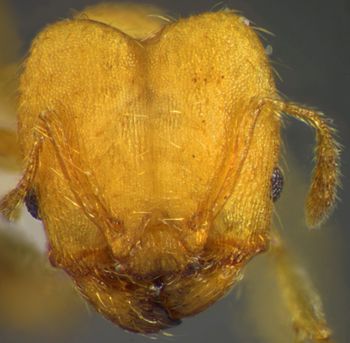 Media type: image;   Entomology 35183 Aspect: head frontal view